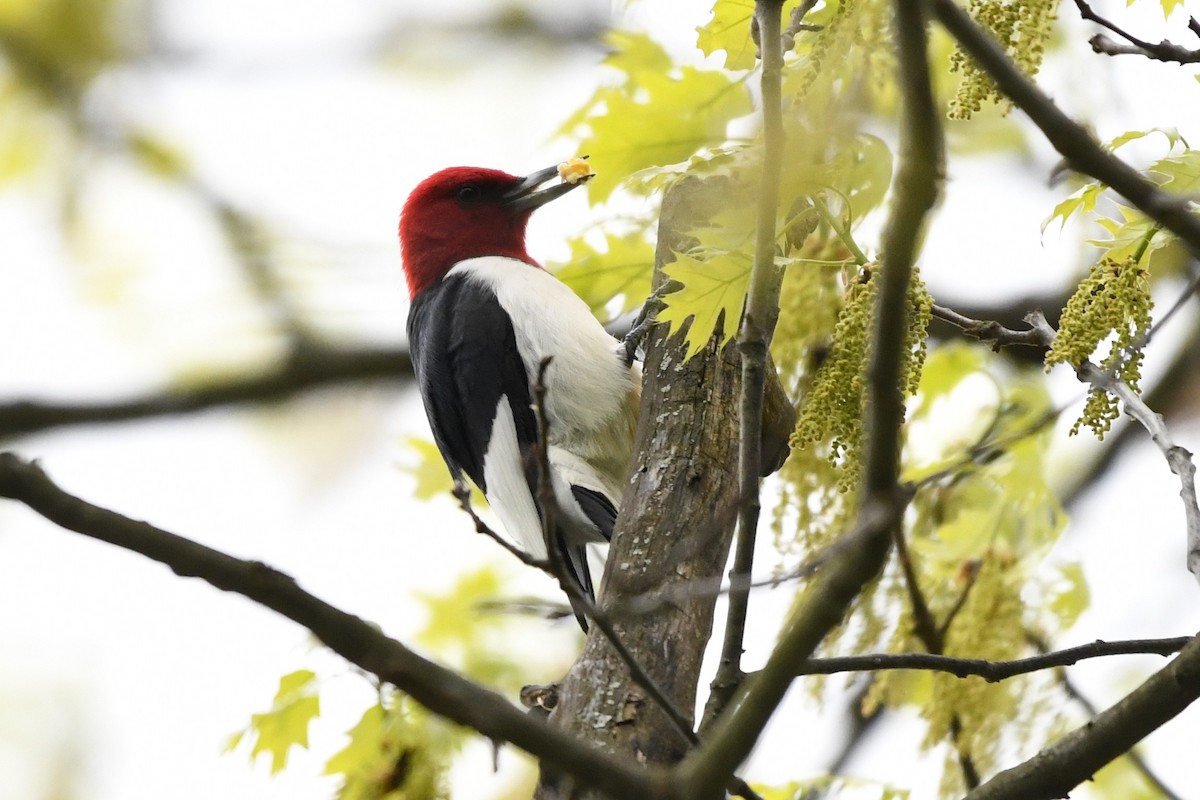 Red-headed Woodpecker - ML618526754