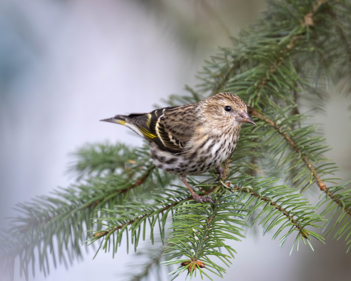 Pine Siskin - patrick barry