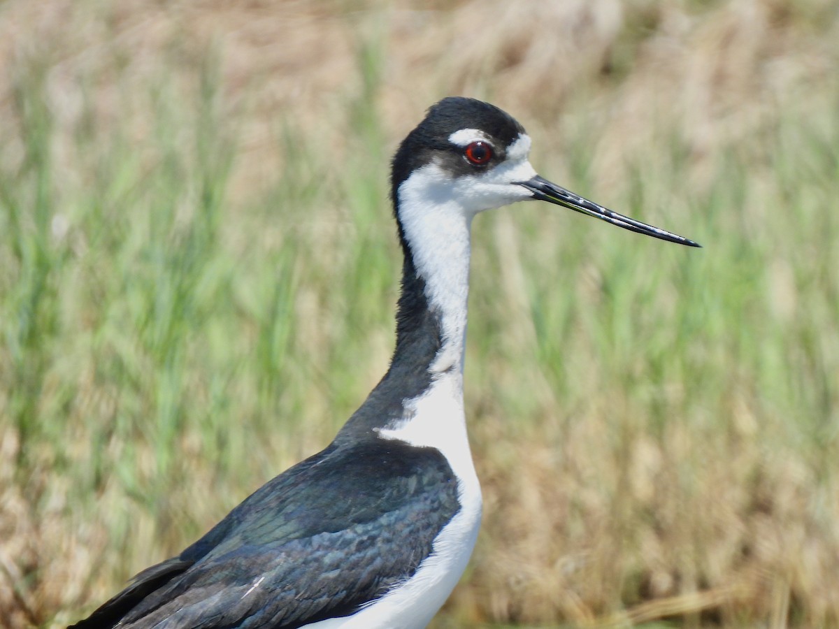 Schwarznacken-Stelzenläufer - ML618526772