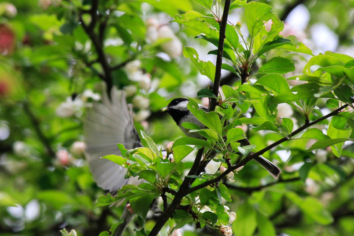 Black-capped Chickadee - Scott Wieman