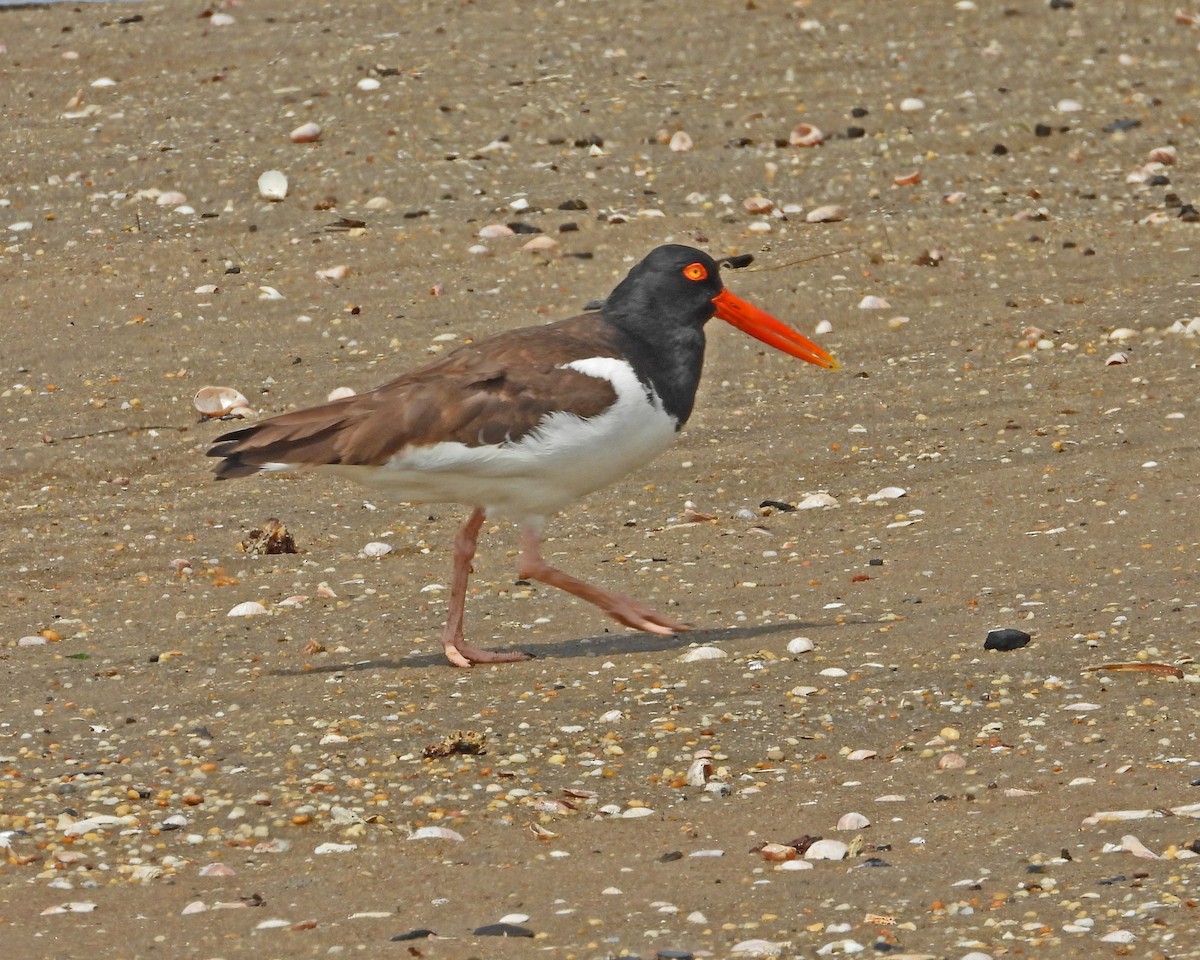 American Oystercatcher - ML618526782