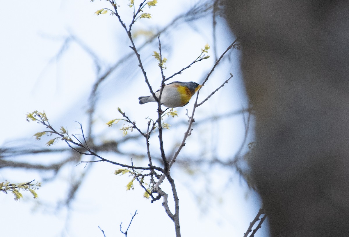 Northern Parula - ML618526806