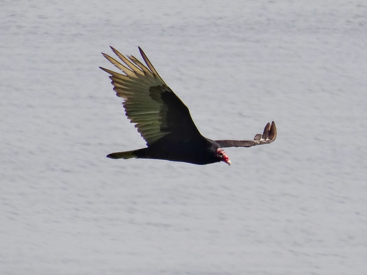 Turkey Vulture - ML618526809