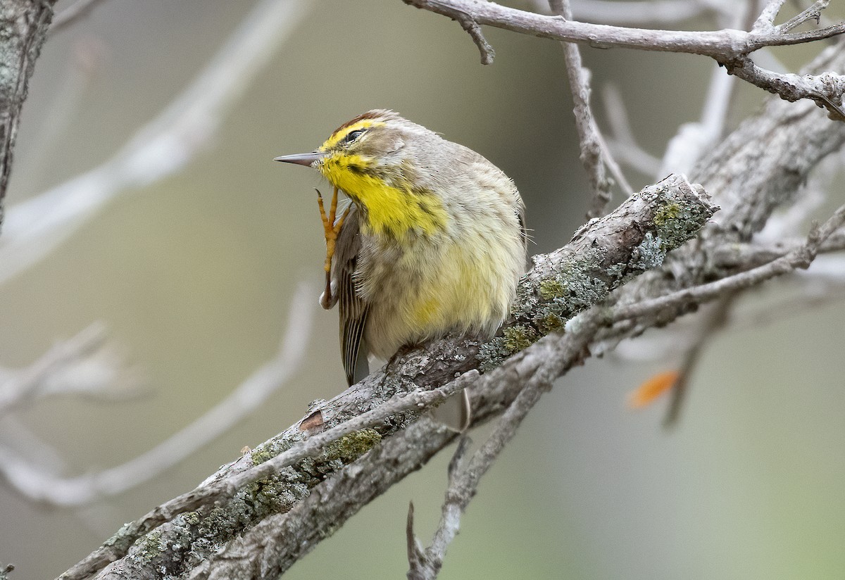 Palm Warbler - ML618526816