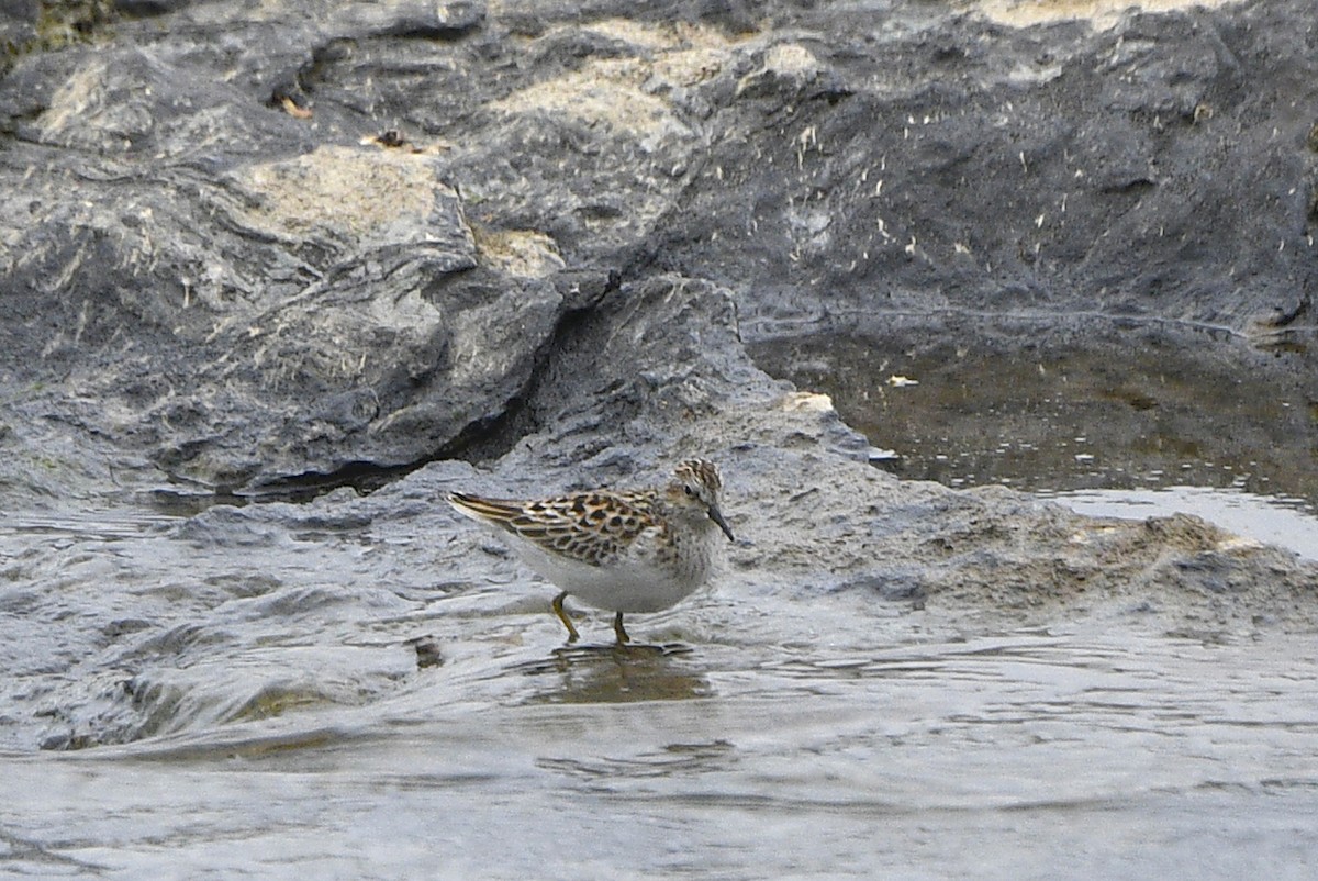 Least Sandpiper - ML618526818