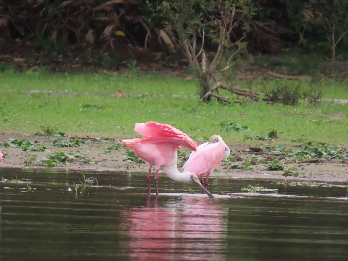 Roseate Spoonbill - ML618526823