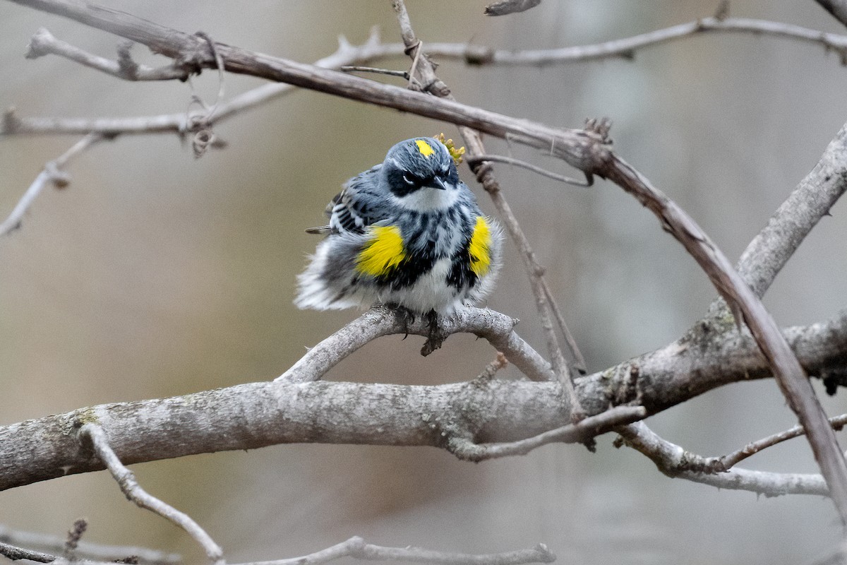 Yellow-rumped Warbler - ML618526824