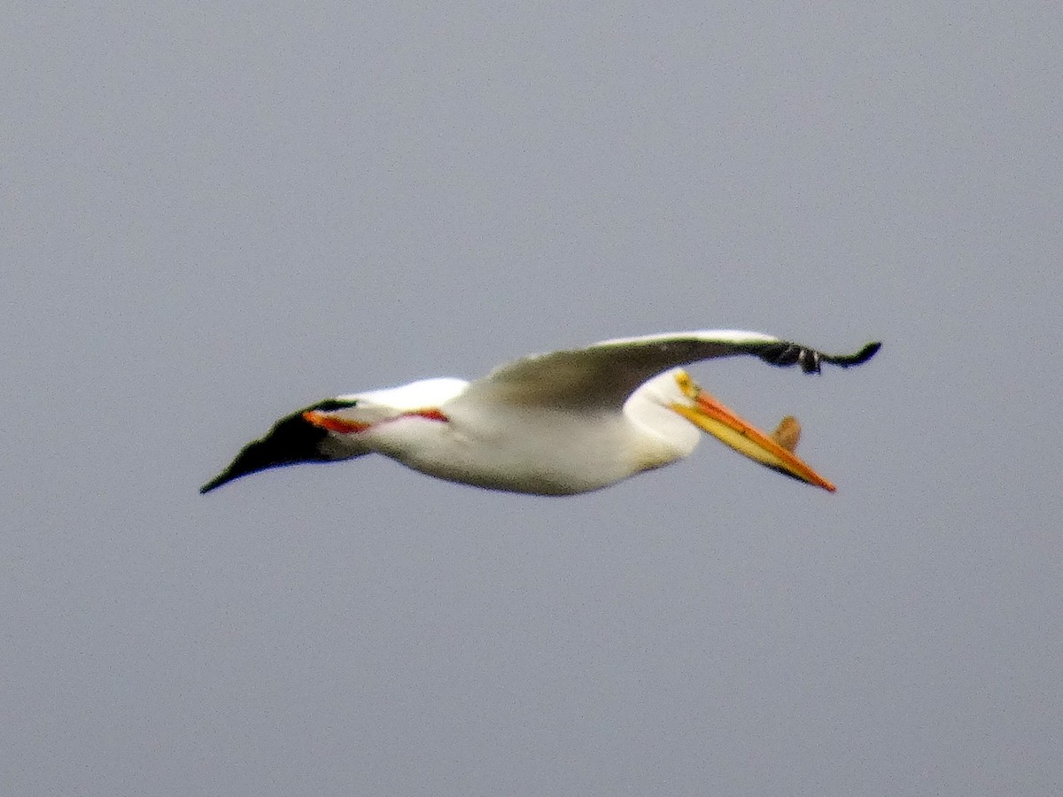 American White Pelican - ML618526830