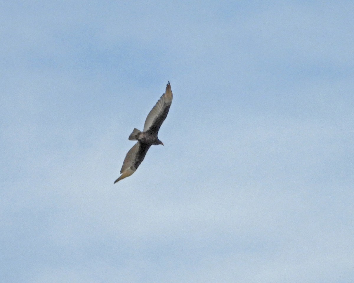 Turkey Vulture - ML618526842