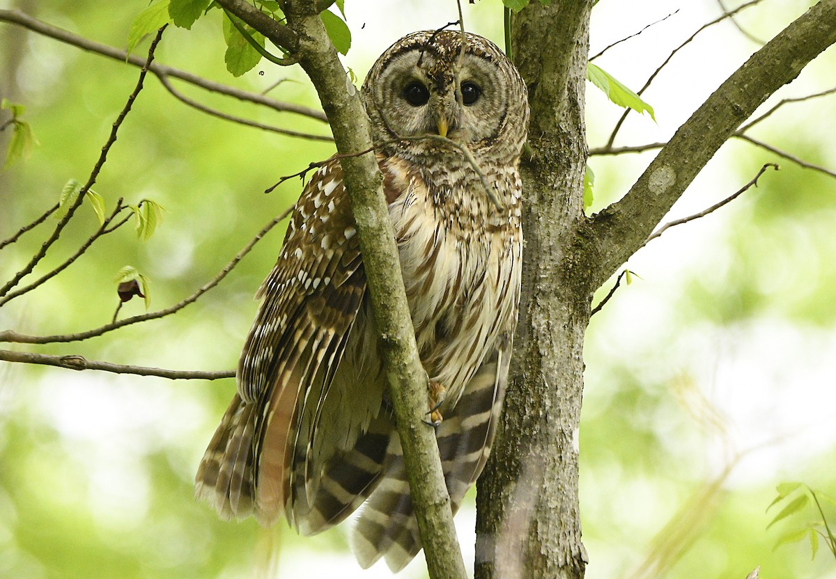 Barred Owl - ML618526849