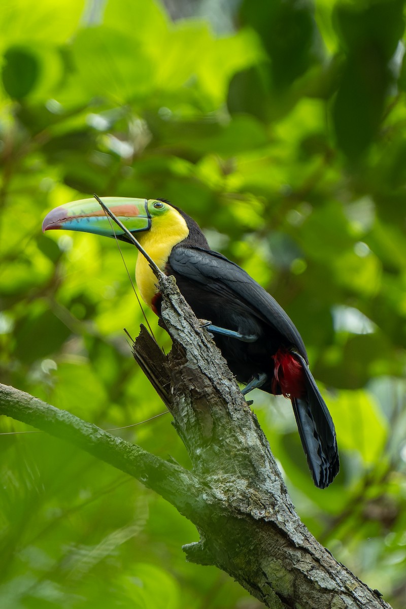 Keel-billed Toucan - ML618526853