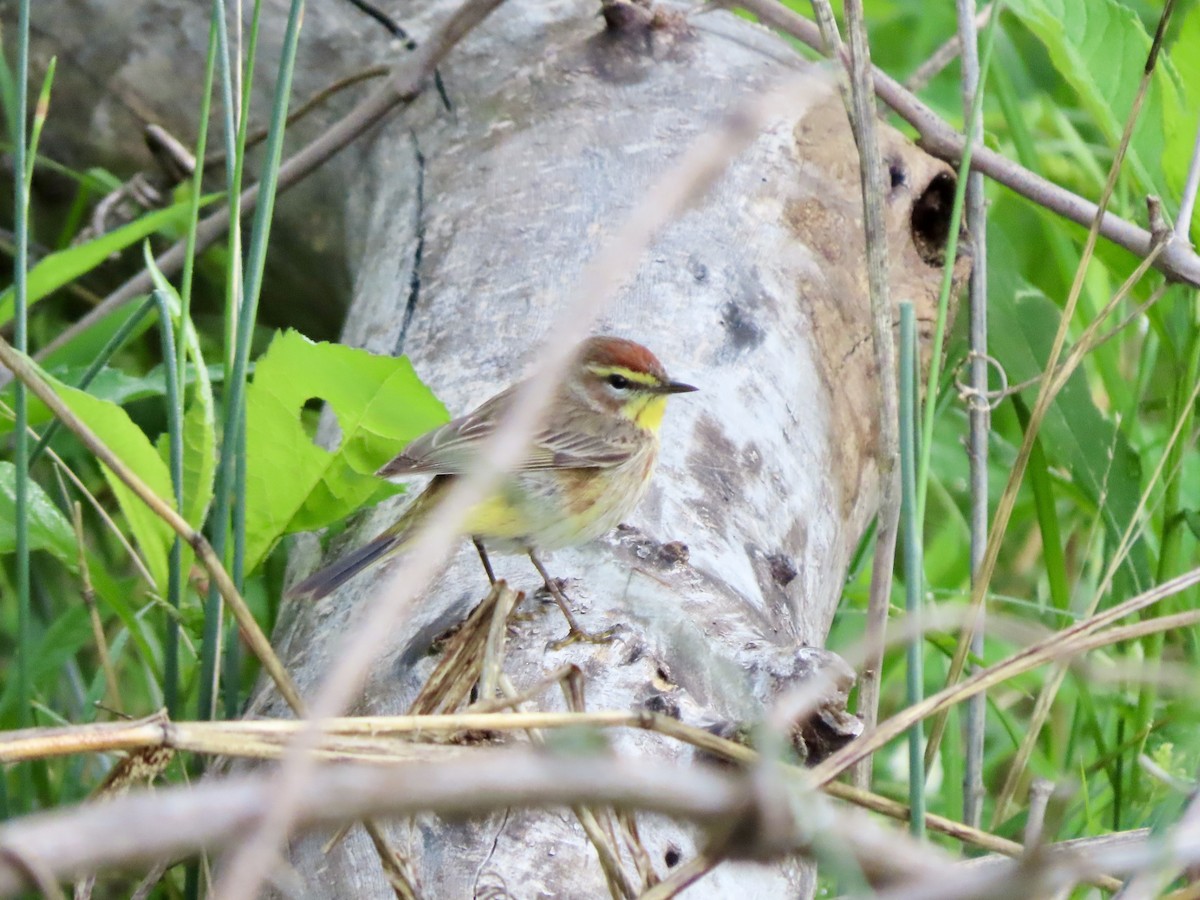 Palm Warbler - Lisa Owens