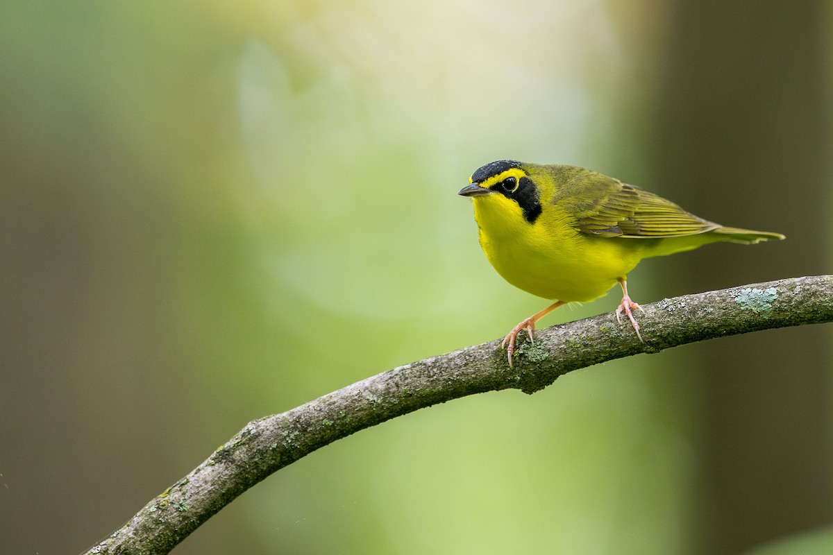 Kentucky Warbler - ML618526861