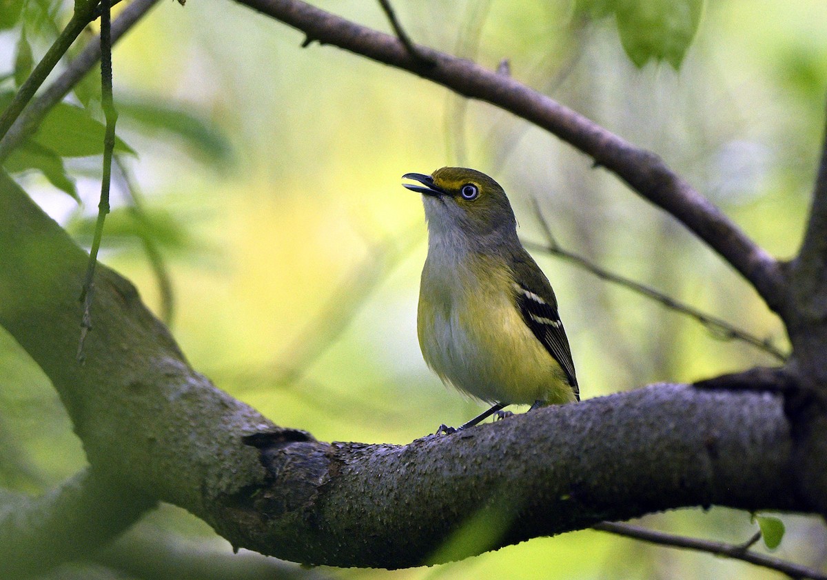 White-eyed Vireo - Igor Sokolov