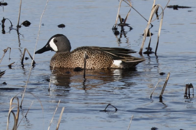 Blue-winged Teal - Scott Jubinville