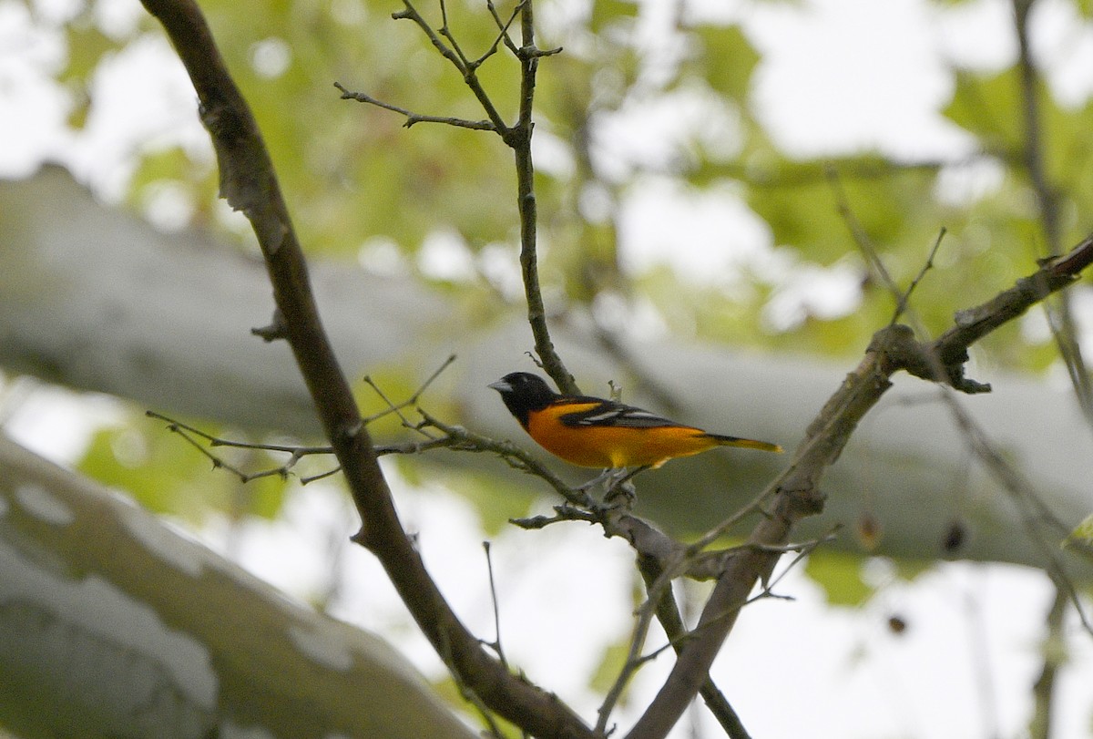 Baltimore Oriole - Igor Sokolov