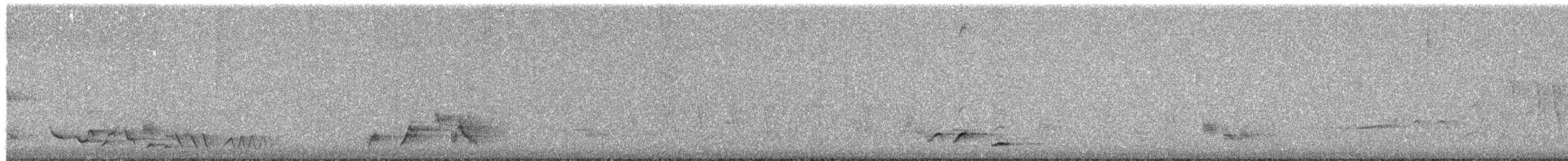 Beyaz Belli Şama [malabaricus grubu] - ML618526893