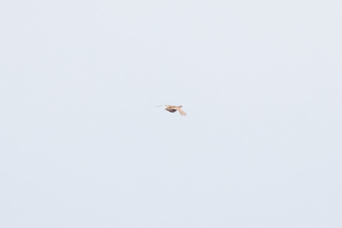Greater Prairie-Chicken - ML618526899