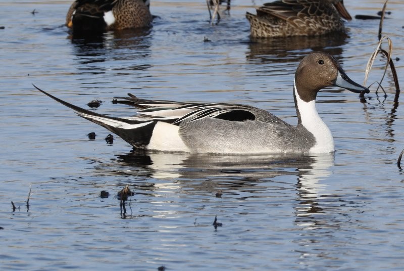 Northern Pintail - ML618526900