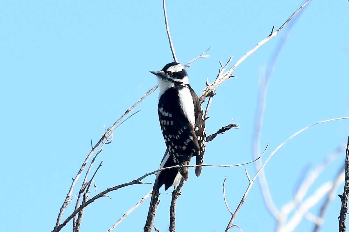 Downy Woodpecker - Ken Beeney