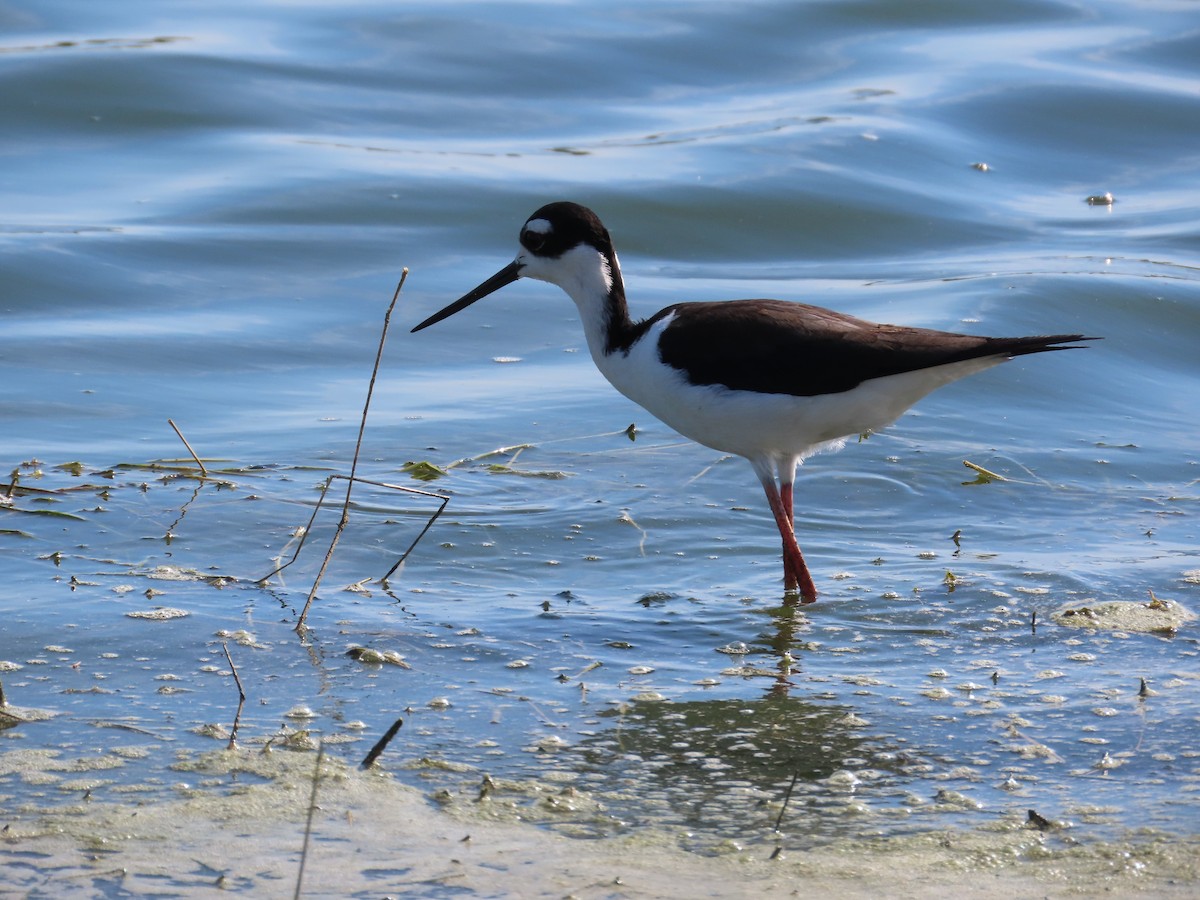 Black-necked Stilt - ML618526921