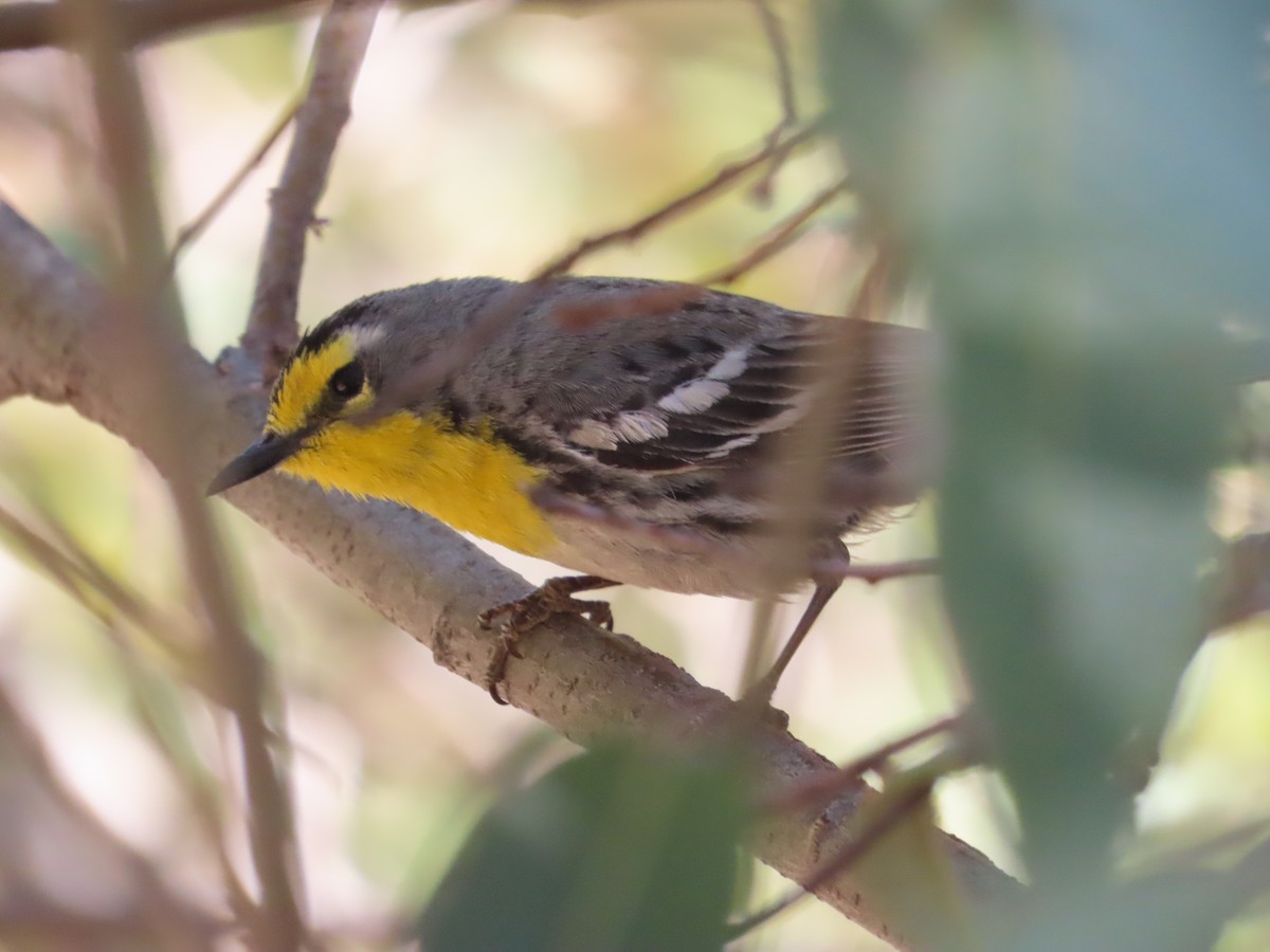 Grace's Warbler - ML618526924