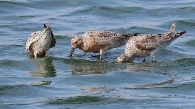 Red Knot - ML618526943