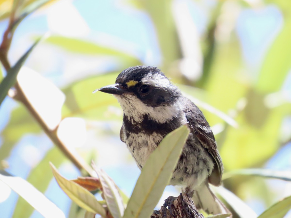 Black-throated Gray Warbler - Carol Comeau