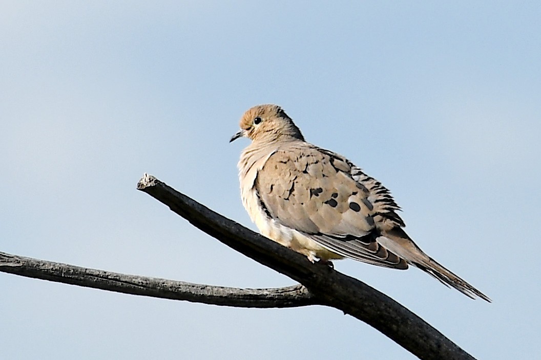 Mourning Dove - ML618526945