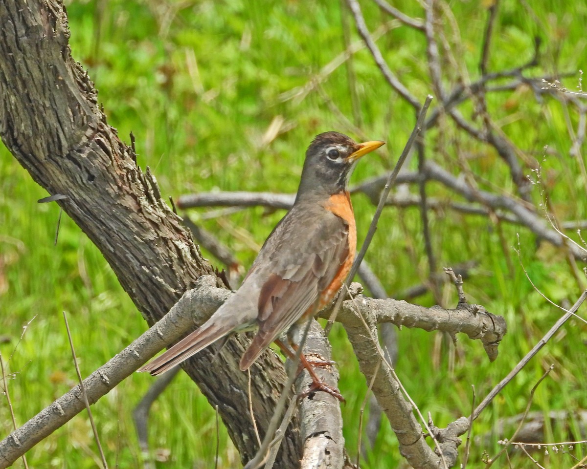 American Robin - ML618526946