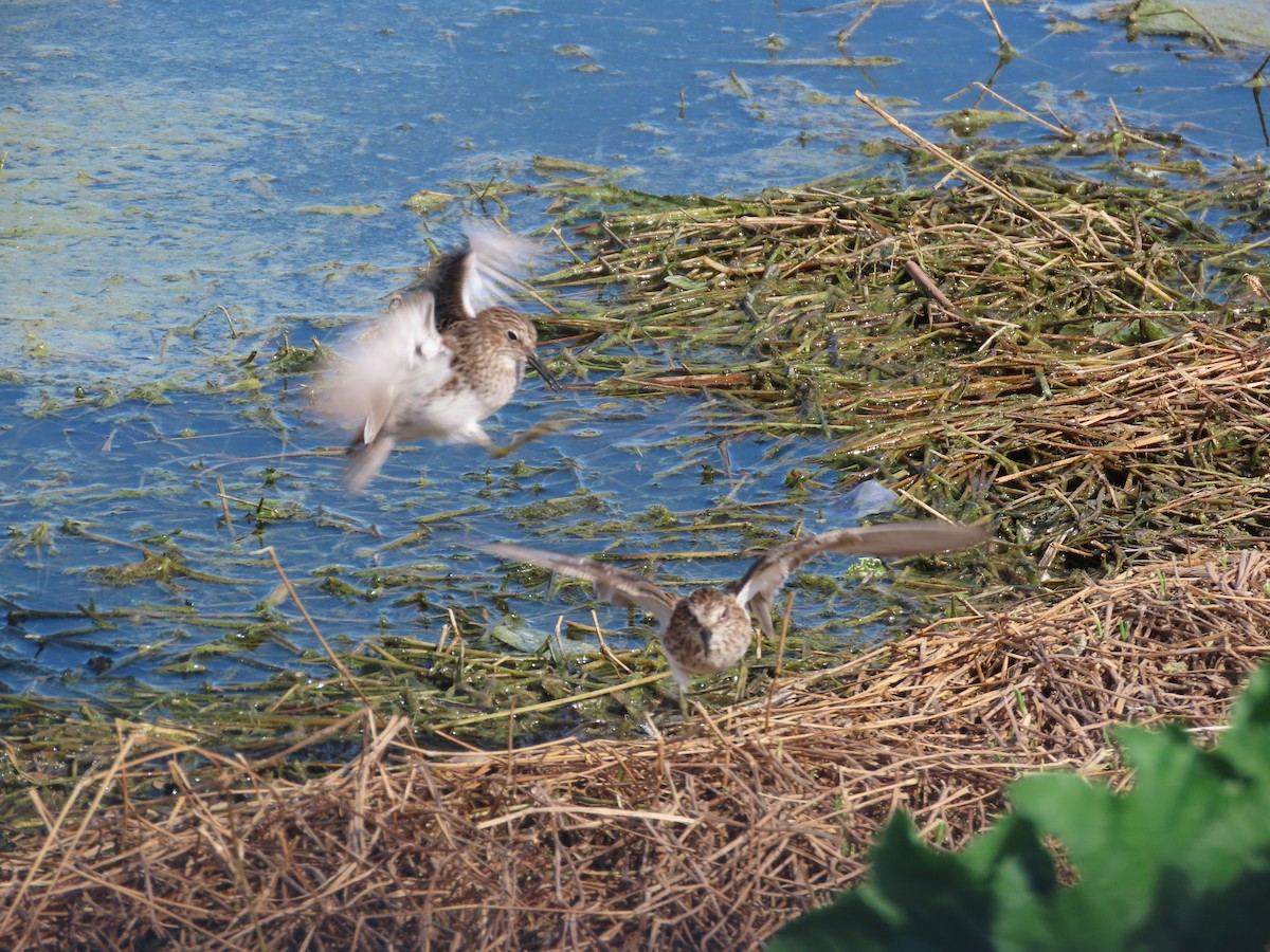 Least Sandpiper - ML618526981