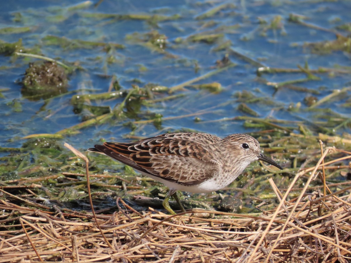 Least Sandpiper - ML618526982