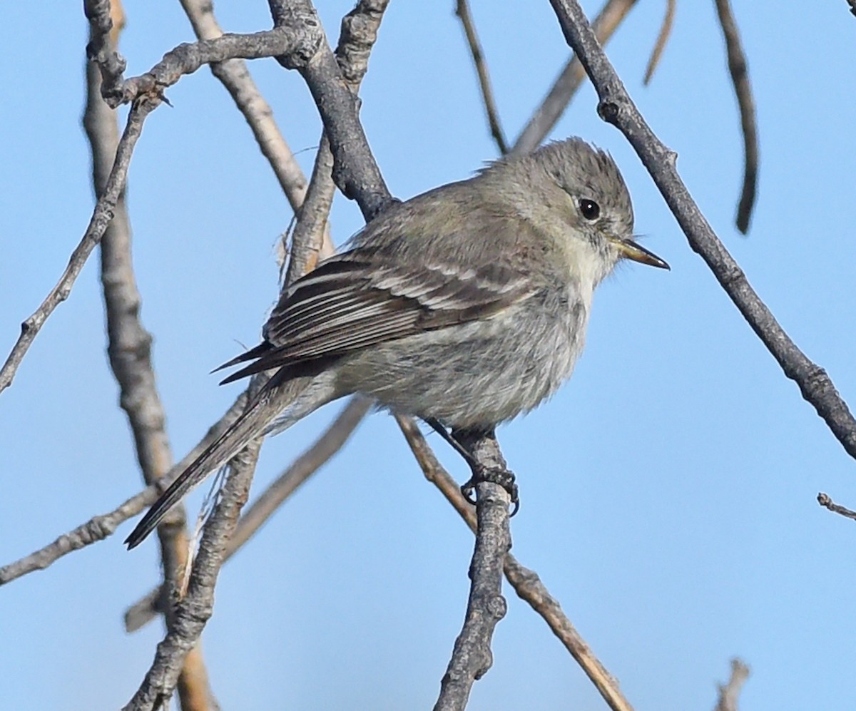 Gray Flycatcher - Steven Mlodinow