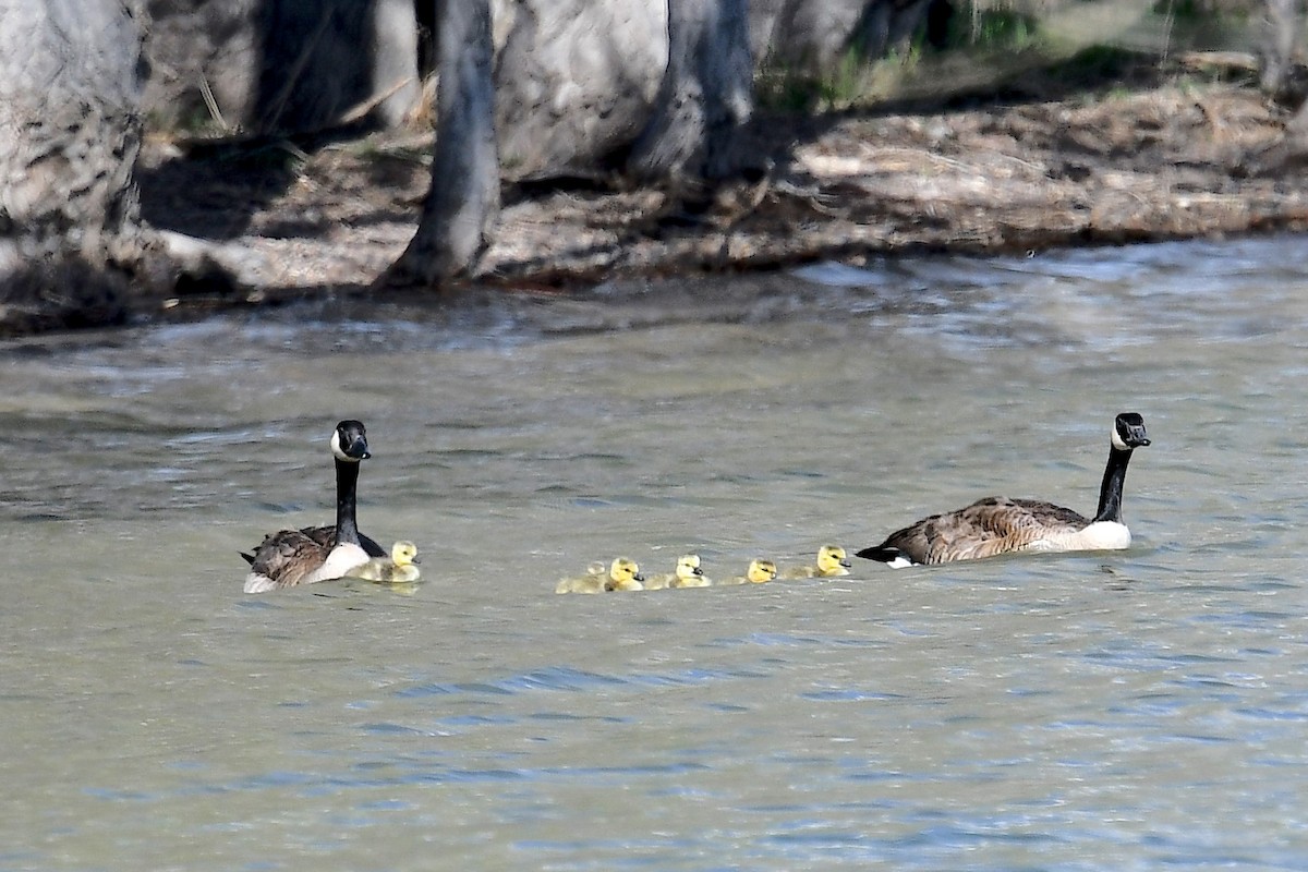 Canada Goose - Ken Beeney