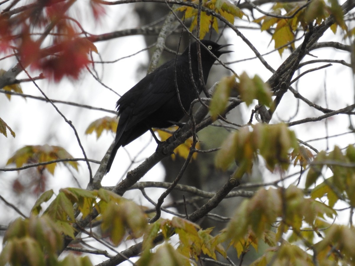 Rusty Blackbird - ML618527046