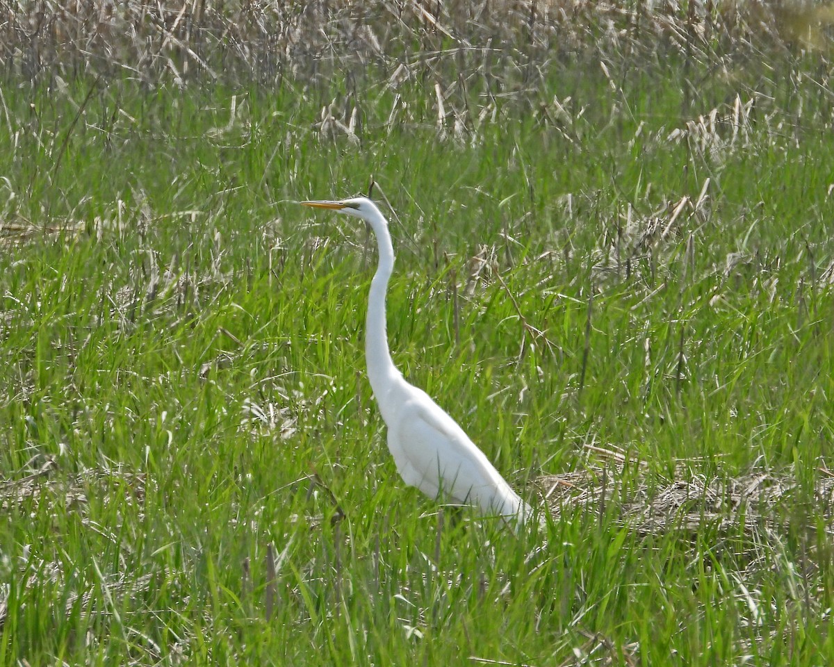 Great Egret - Aubrey Merrill