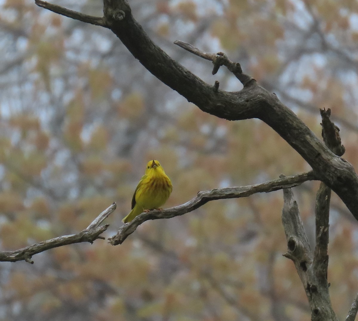 Yellow Warbler - ML618527067