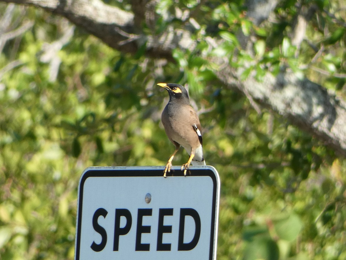 Common Myna - Marieta Manolova