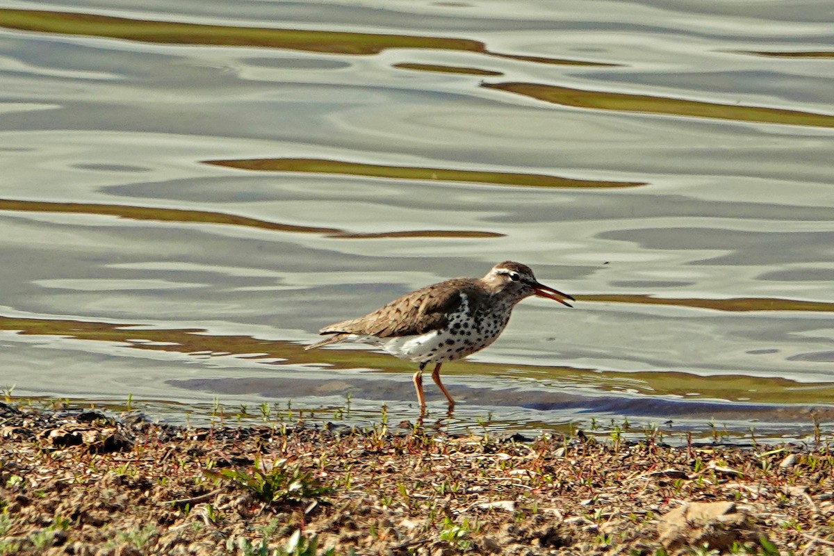 Spotted Sandpiper - Charles Martinez