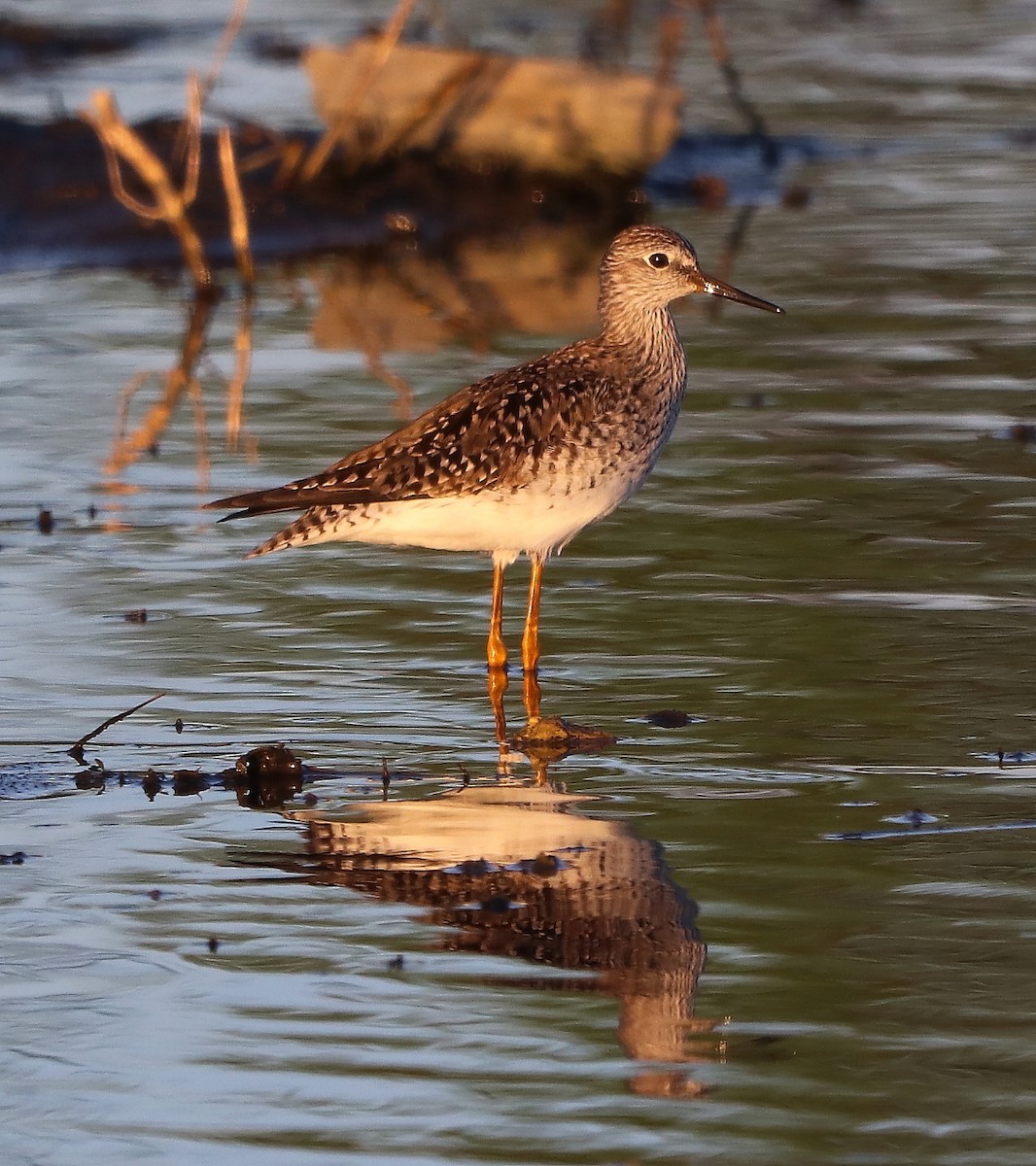 Lesser Yellowlegs - ML618527090