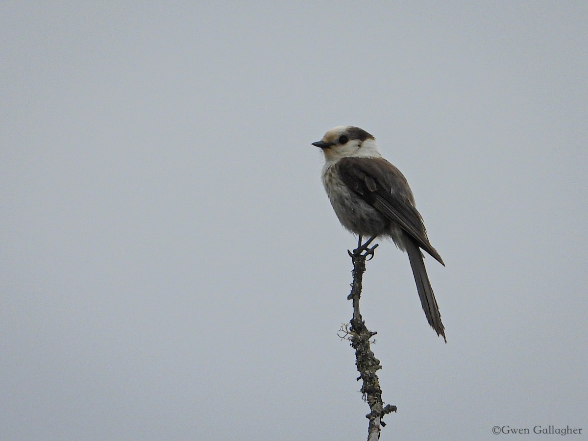 Canada Jay (Boreal) - ML618527095