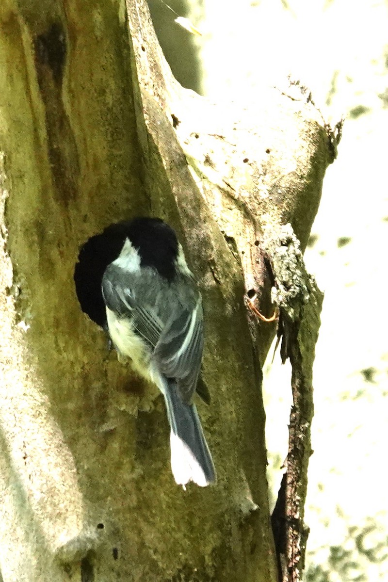 Black-capped Chickadee - ML618527104