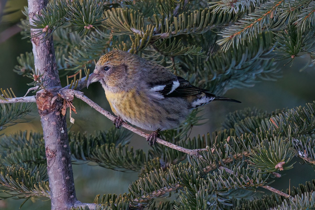 White-winged Crossbill - ML618527147