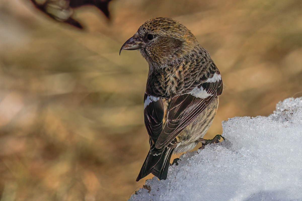 White-winged Crossbill - Laval Roy