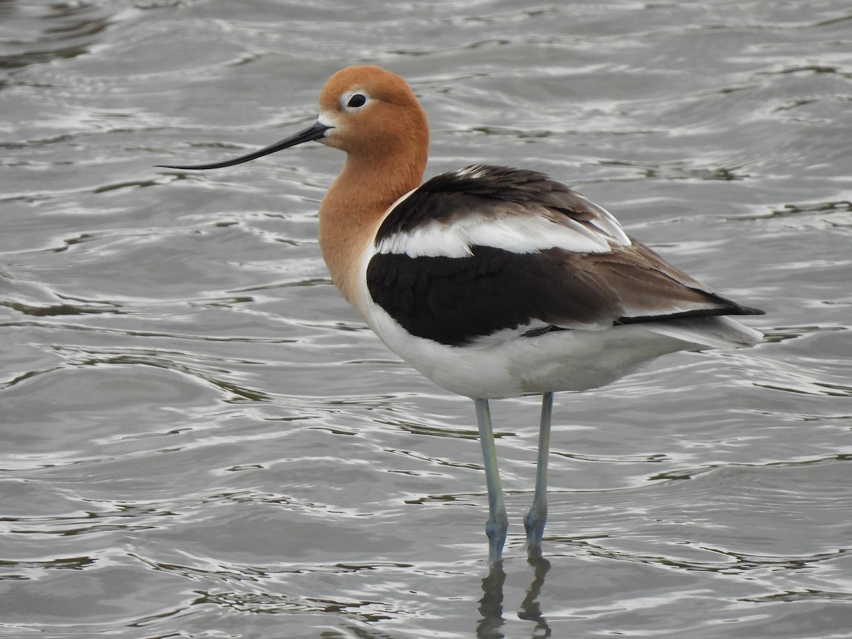 Avoceta Americana - ML618527152