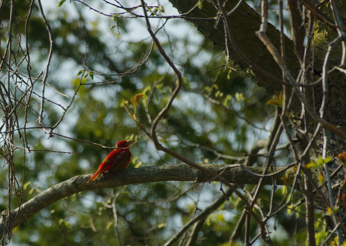 Summer Tanager - ML618527158