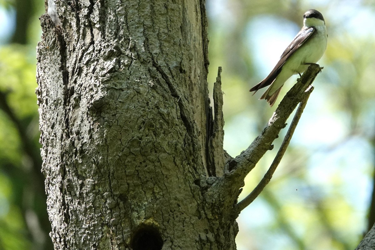 Tree Swallow - ML618527161