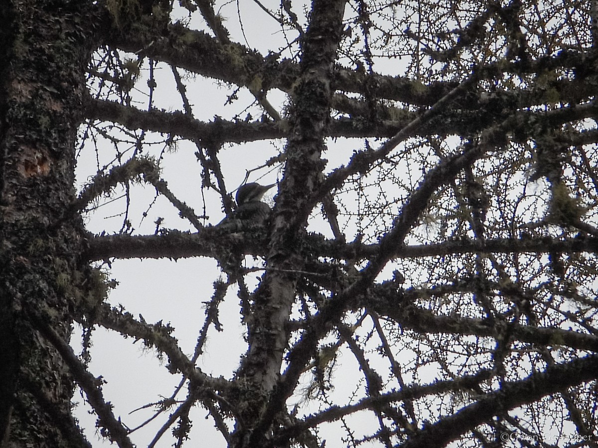 Black-backed Woodpecker - ML618527162