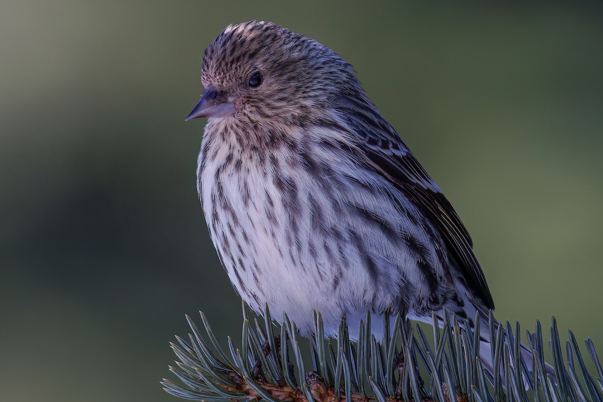 Pine Siskin - ML618527186