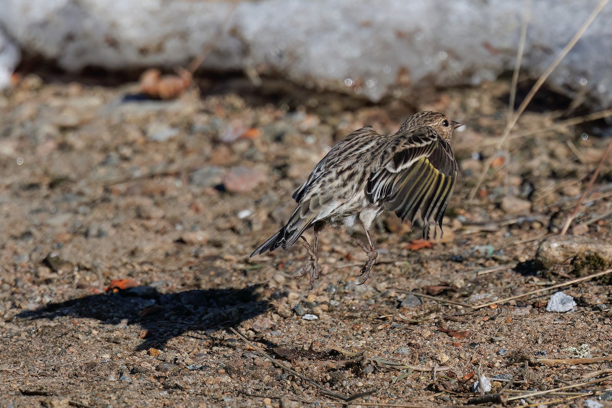 Pine Siskin - ML618527189